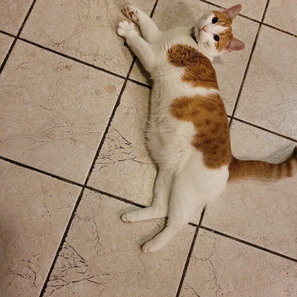 Meet your Posher, Jane